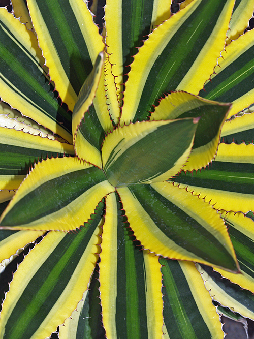 AGAVE UNIVITTATA 'QUADRICOLOR'