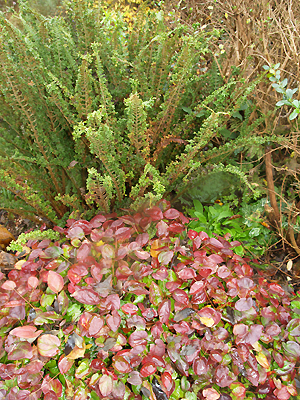 EPIMEDIUM x VERSICOLOR 'SULPHUREUM'