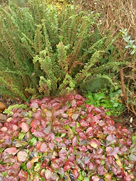 [EPIMVS] EPIMEDIUM x VERSICOLOR 'SULPHUREUM'