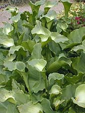 [ZANTAGG] ZANTEDESCHIA AETHIOPICA 'GREEN GODDESS'