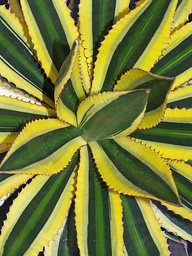 [AGAVUQ] AGAVE UNIVITTATA 'QUADRICOLOR'