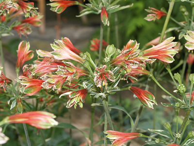 ALSTROEMERIA PSITTACINA 'ROYAL STAR' | Cotswold Garden Flowers