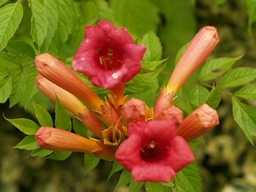 [CAMPTMGA] CAMPSIS x TAGLIABUANA 'MADAME GALEN'